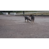 Дикая фауна - 11.jpg